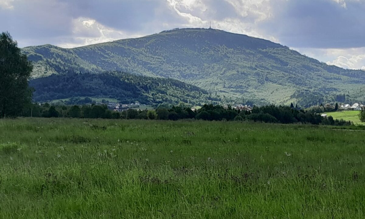 239074_3.jpg